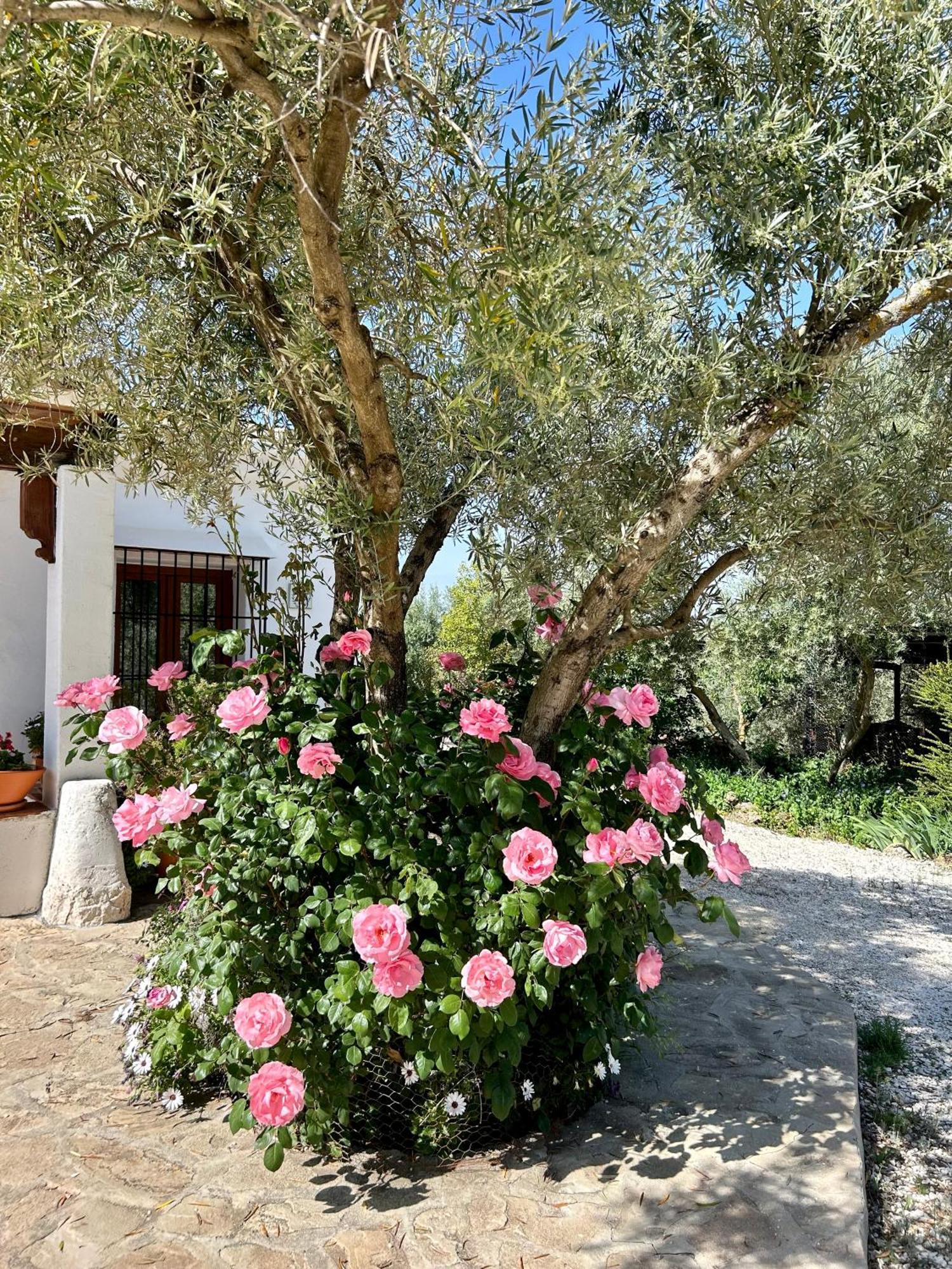Refugio Andaluz Con Piscina Entre Olivos Villanueva de Tapia Luaran gambar