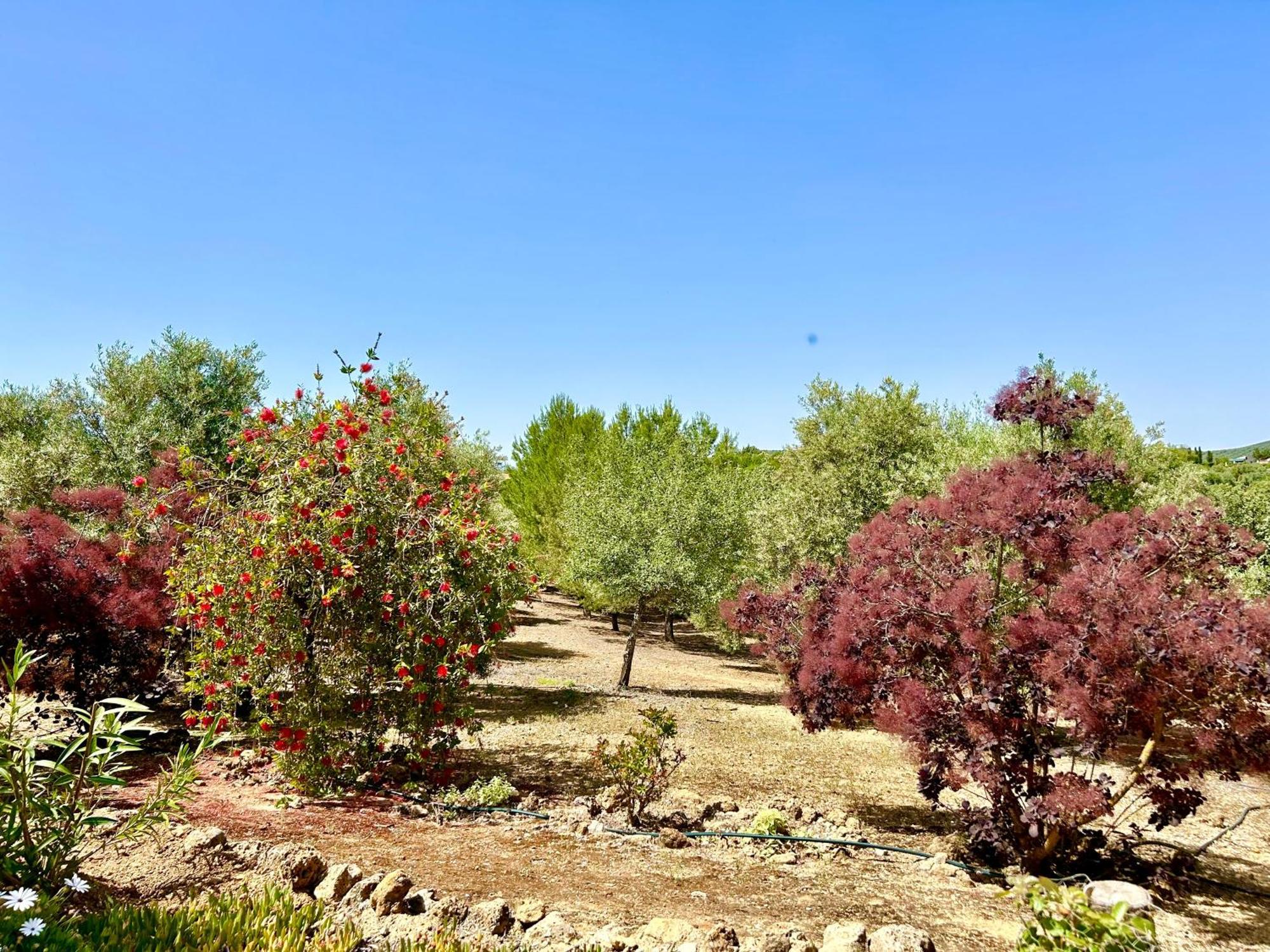 Refugio Andaluz Con Piscina Entre Olivos Villanueva de Tapia Luaran gambar
