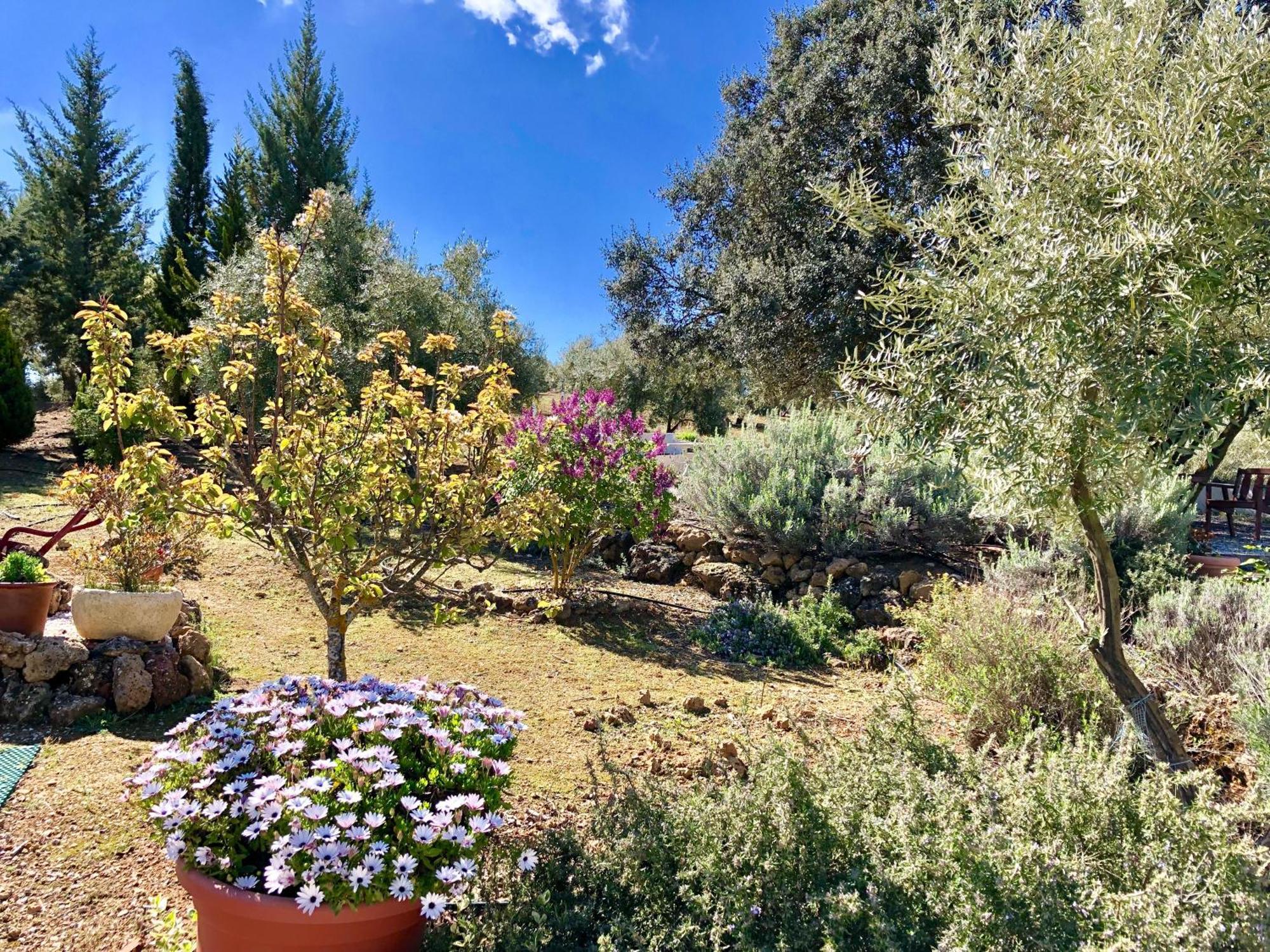 Refugio Andaluz Con Piscina Entre Olivos Villanueva de Tapia Luaran gambar